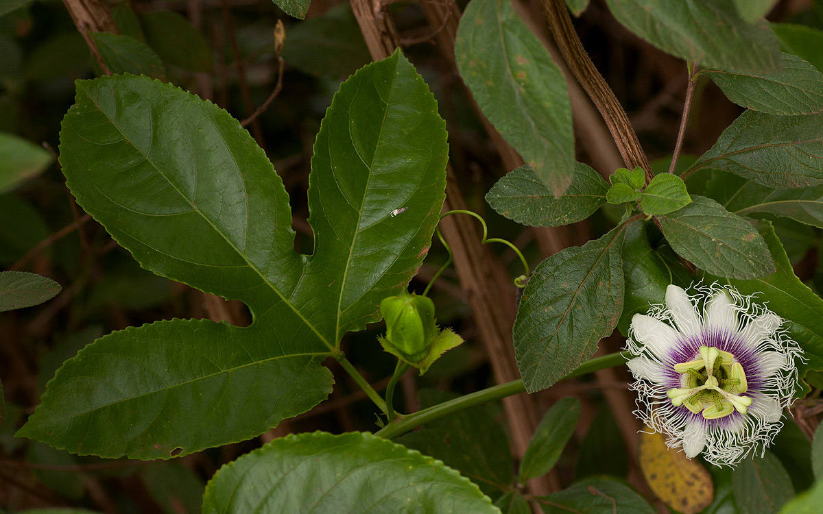Passiflora edulis Passiflora edulis