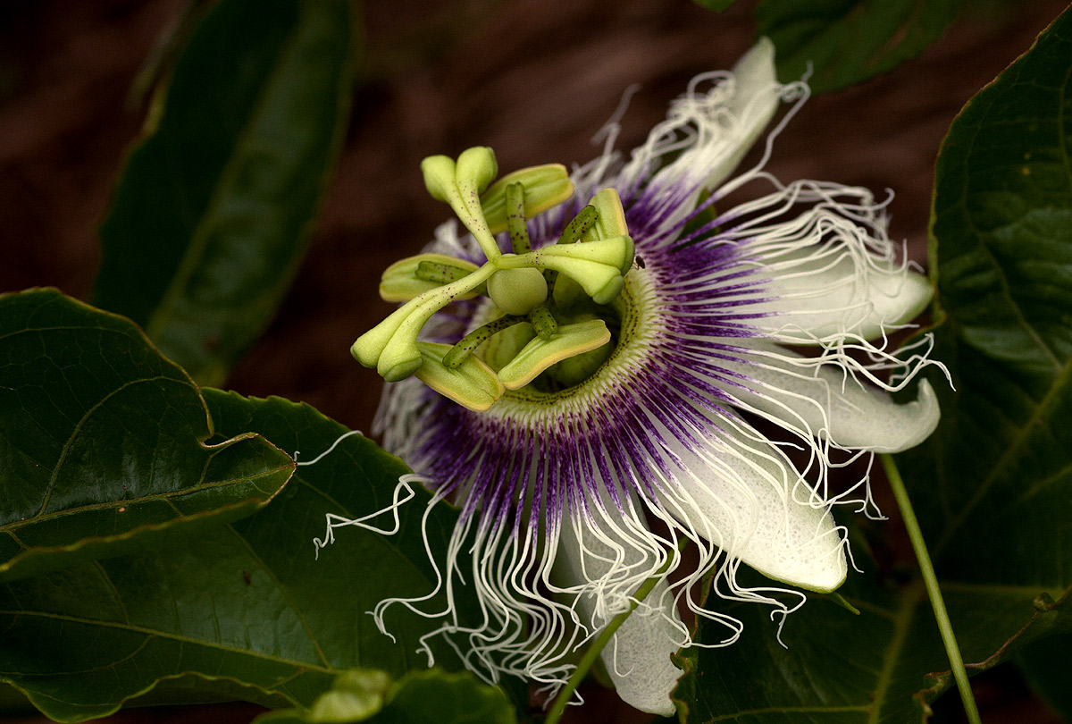 Passiflora edulis Passiflora edulis