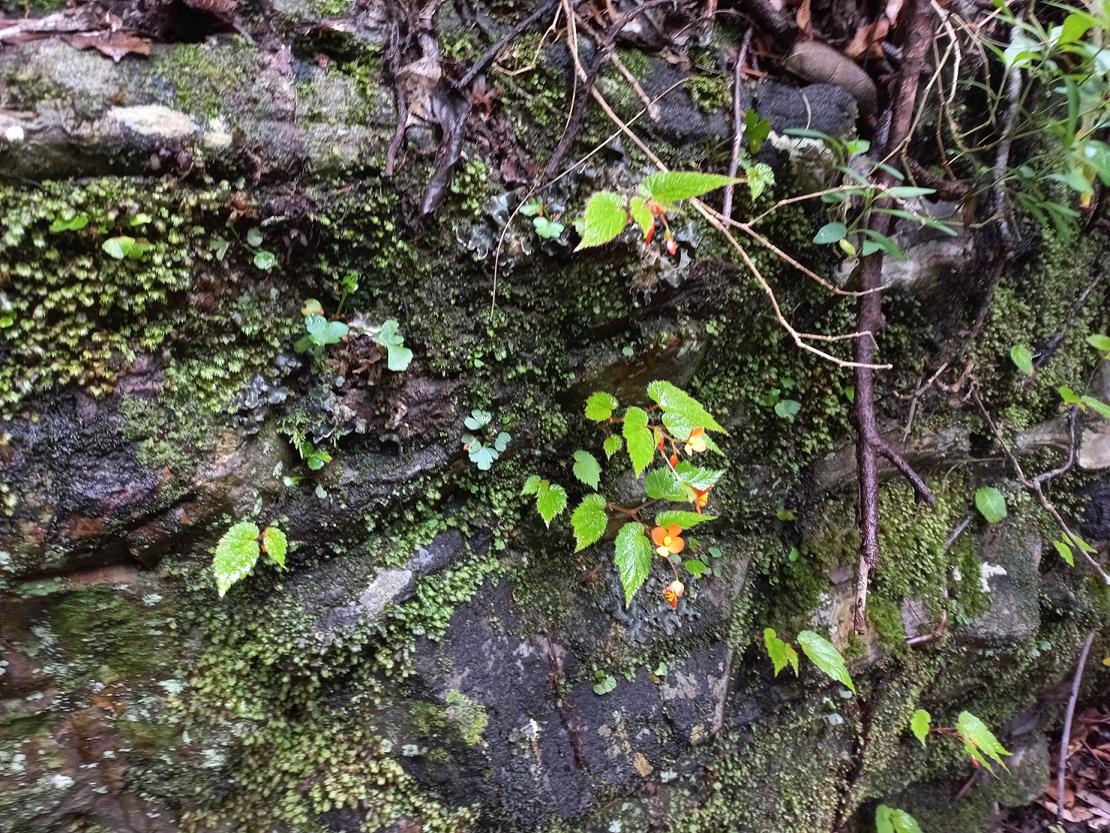 Begonia sutherlandii subsp. latior