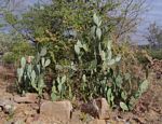 Opuntia ficus-indica