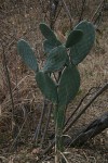 Opuntia ficus-indica