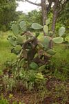 Opuntia ficus-indica