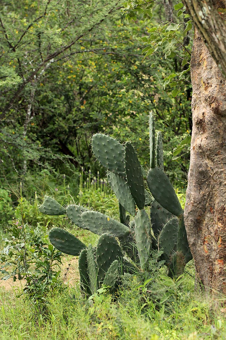 Opuntia ficus-indica Opuntia ficus-indica