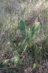 Opuntia ficus-indica