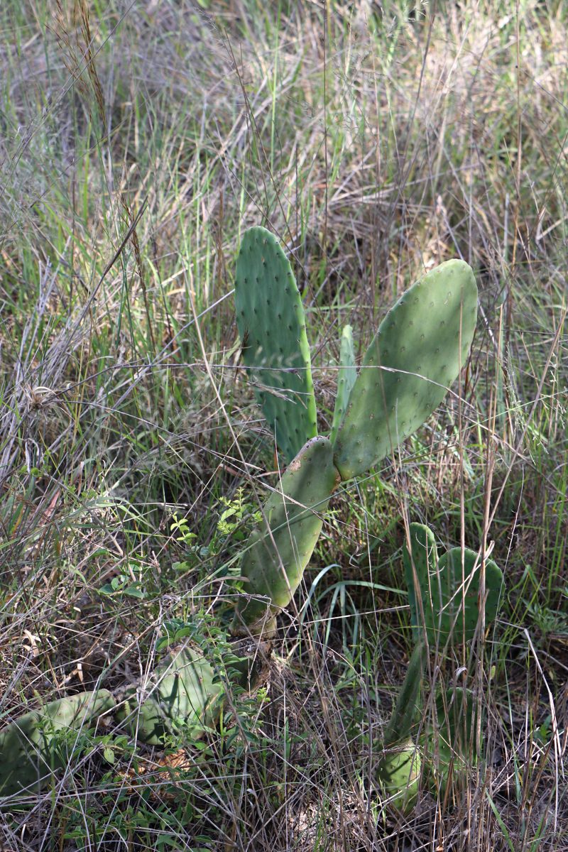 Opuntia ficus-indica