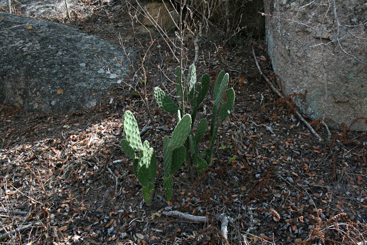 Opuntia ficus-indica Opuntia ficus-indica