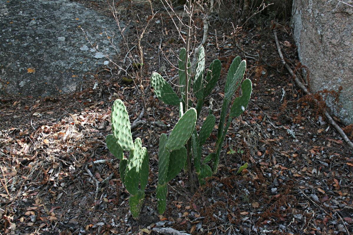 Opuntia ficus-indica