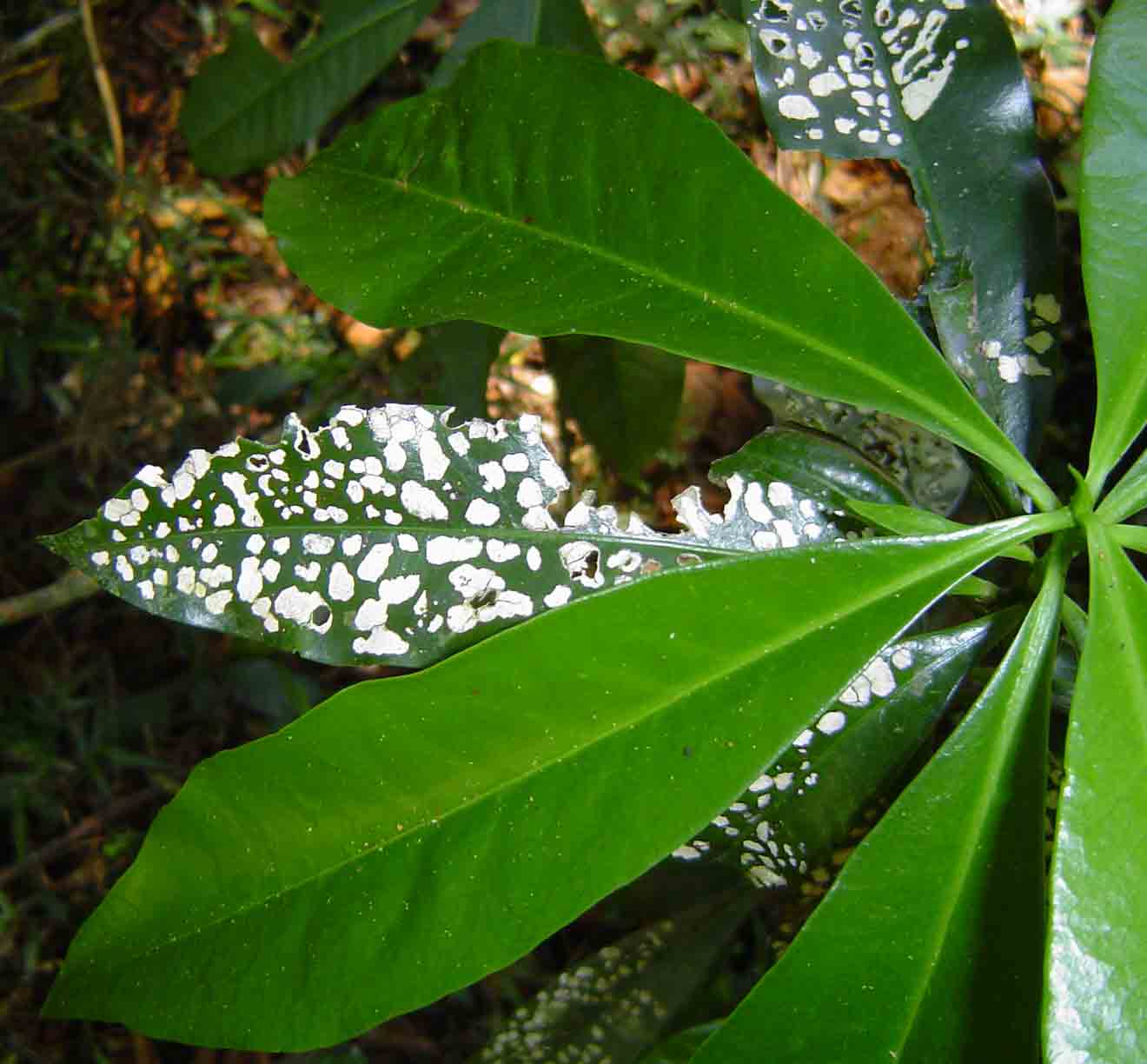 Peddiea africana Peddiea africana
