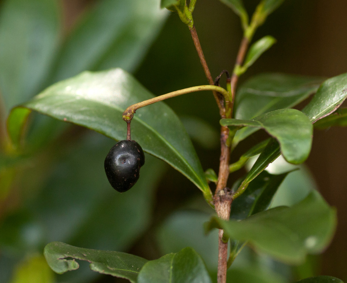 Peddiea africana Peddiea africana