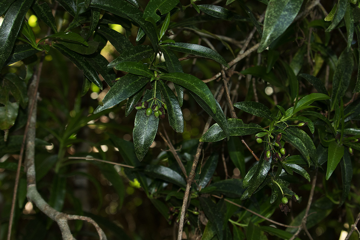 Peddiea africana Peddiea africana