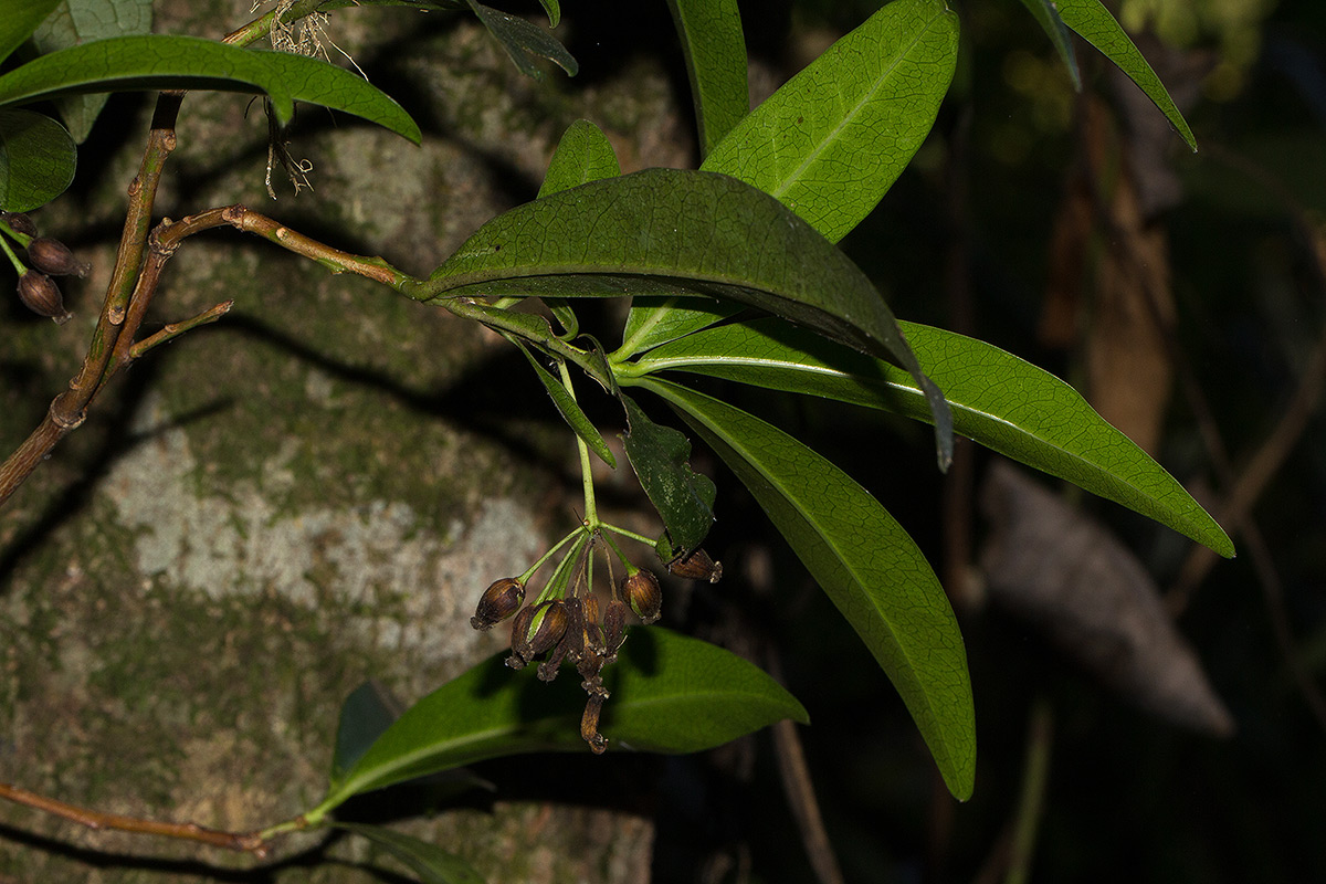 Peddiea africana Peddiea africana