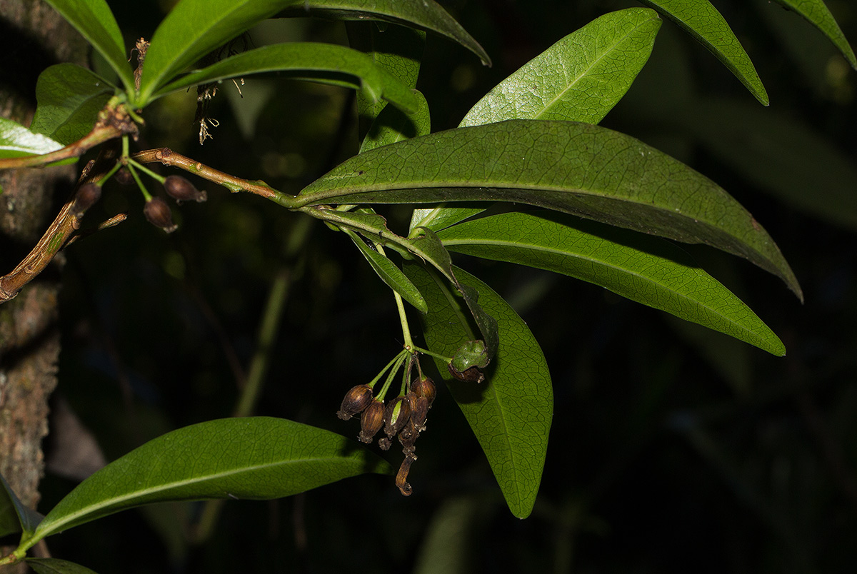 Peddiea africana Peddiea africana