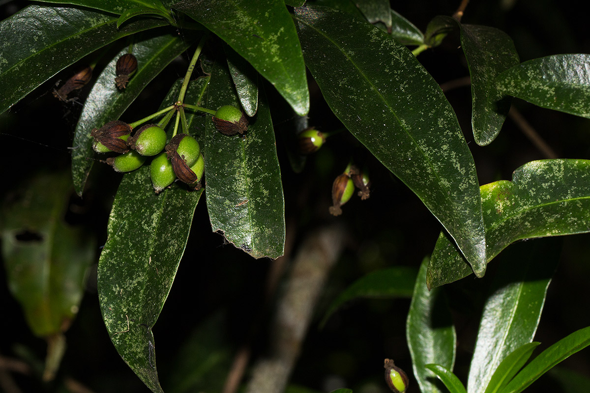 Peddiea africana Peddiea africana
