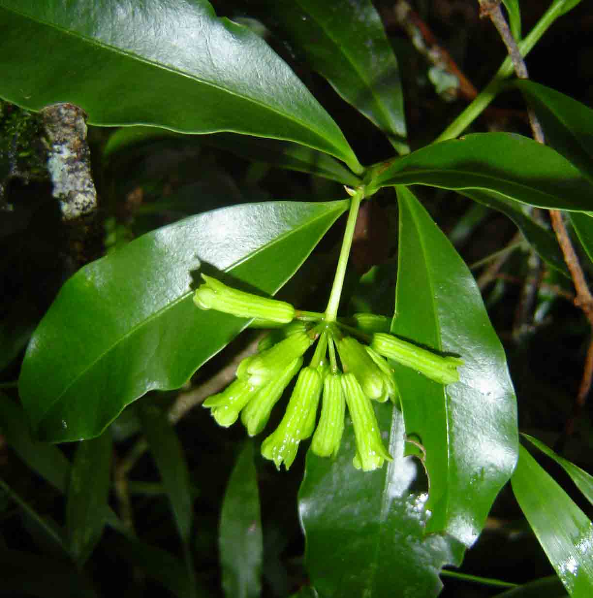 Peddiea africana Peddiea africana