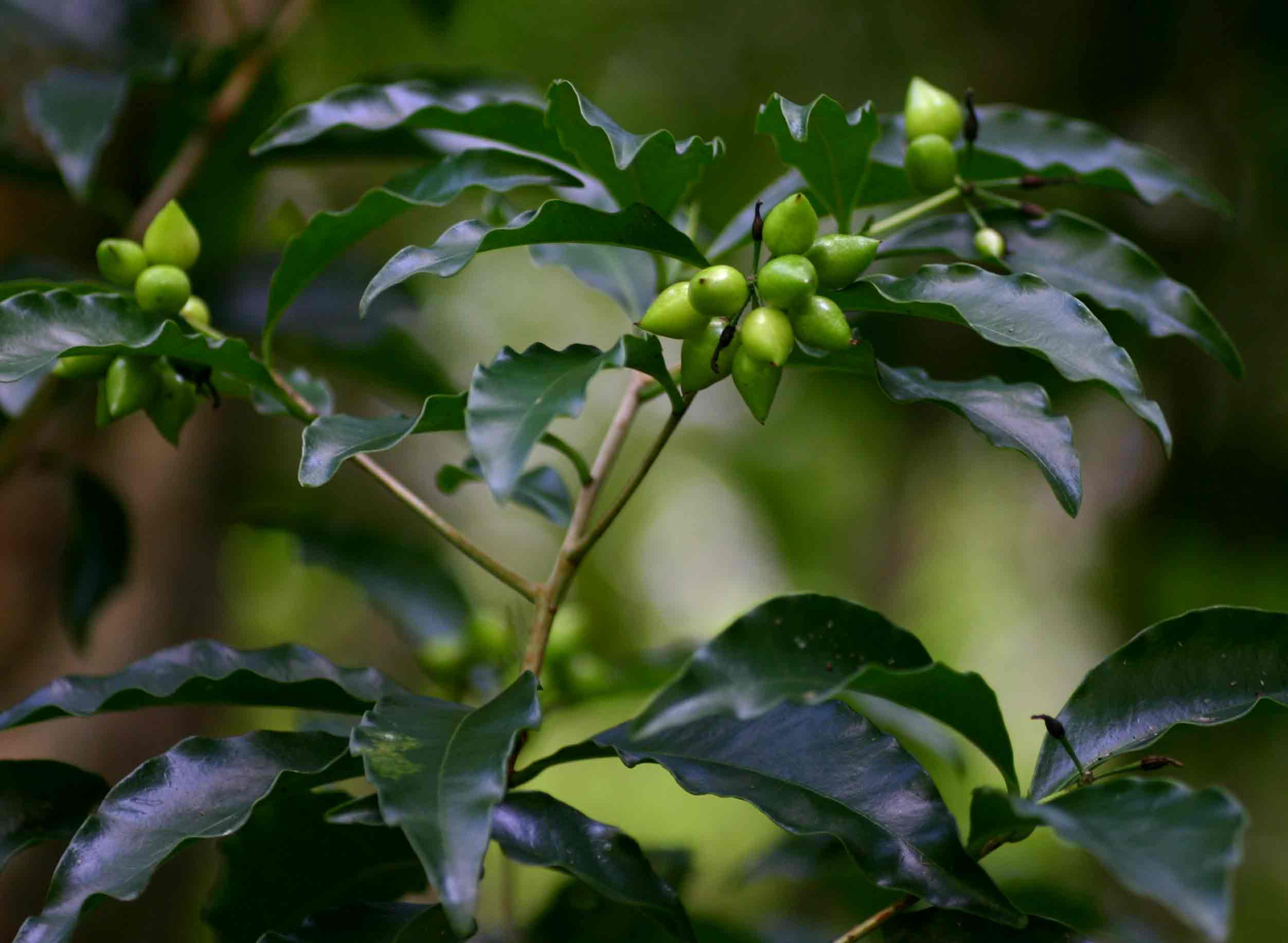 Peddiea africana Peddiea africana