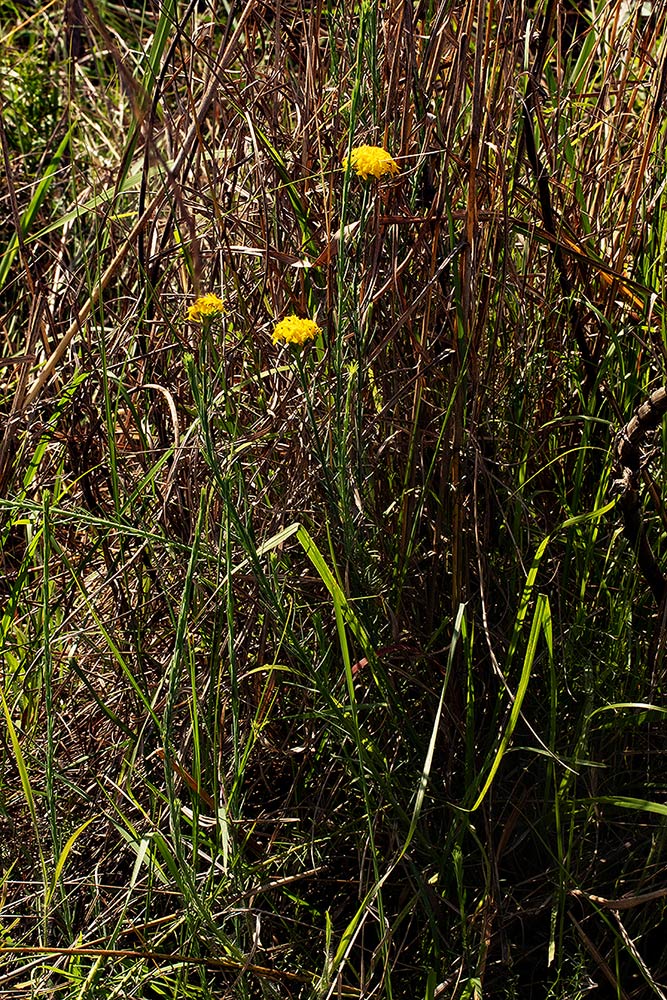 Gnidia chrysantha Gnidia chrysantha
