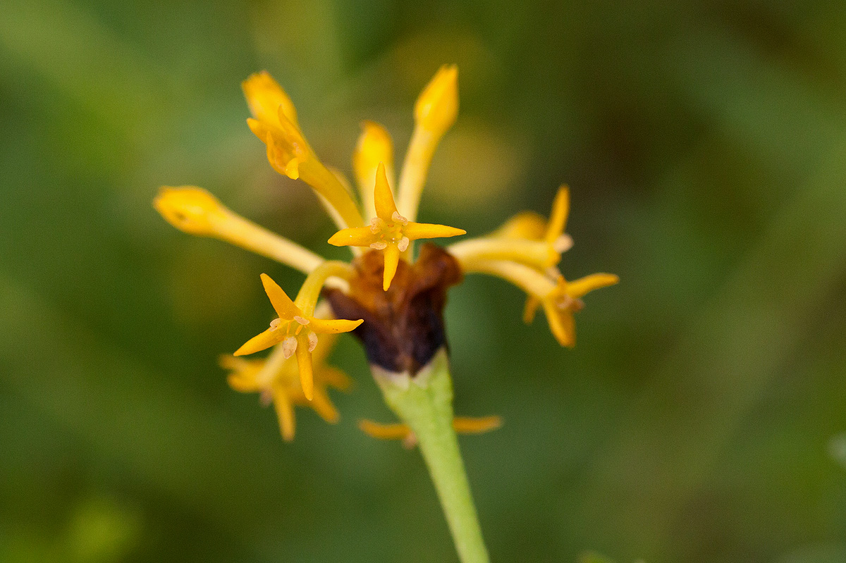 Gnidia involucrata Gnidia involucrata
