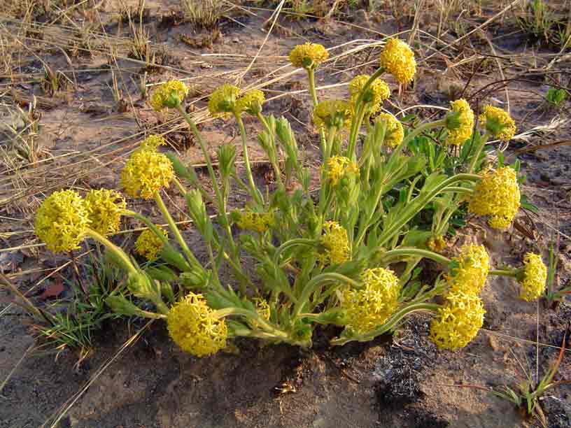 Gnidia kraussiana var. kraussiana