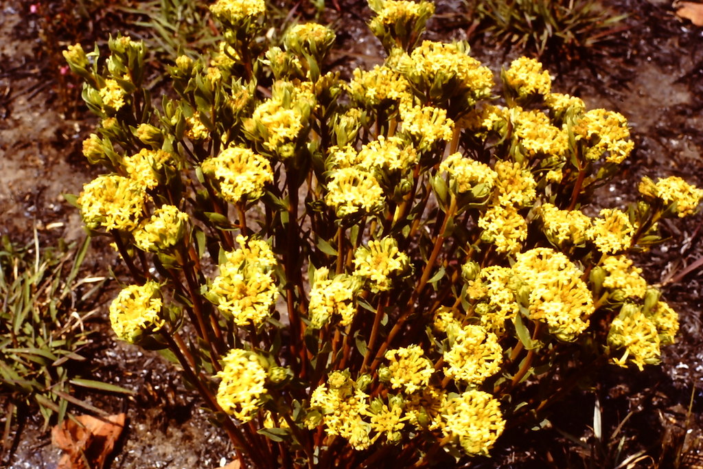 Gnidia kraussiana var. kraussiana