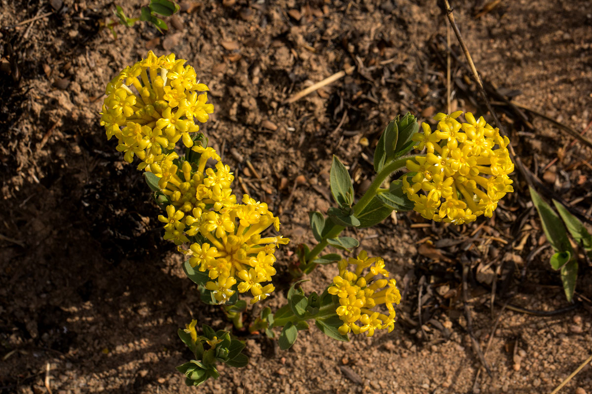 Gnidia kraussiana var. kraussiana