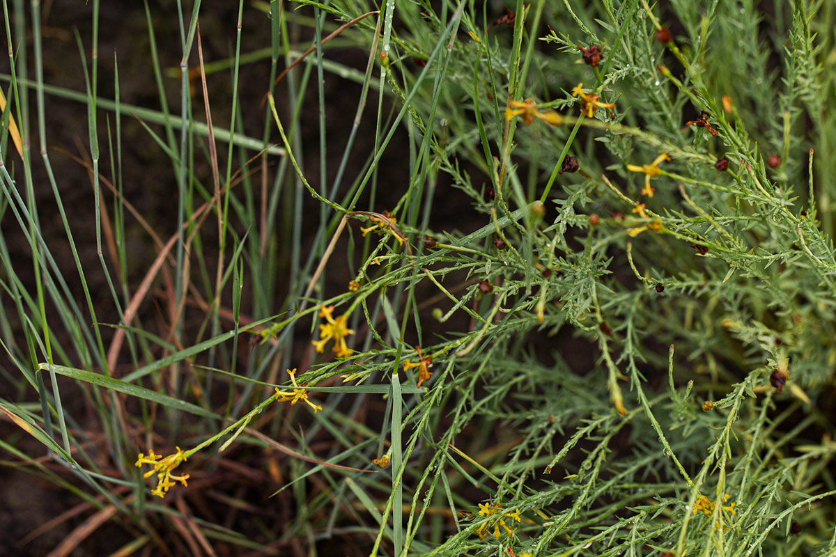Gnidia microcephala Gnidia microcephala