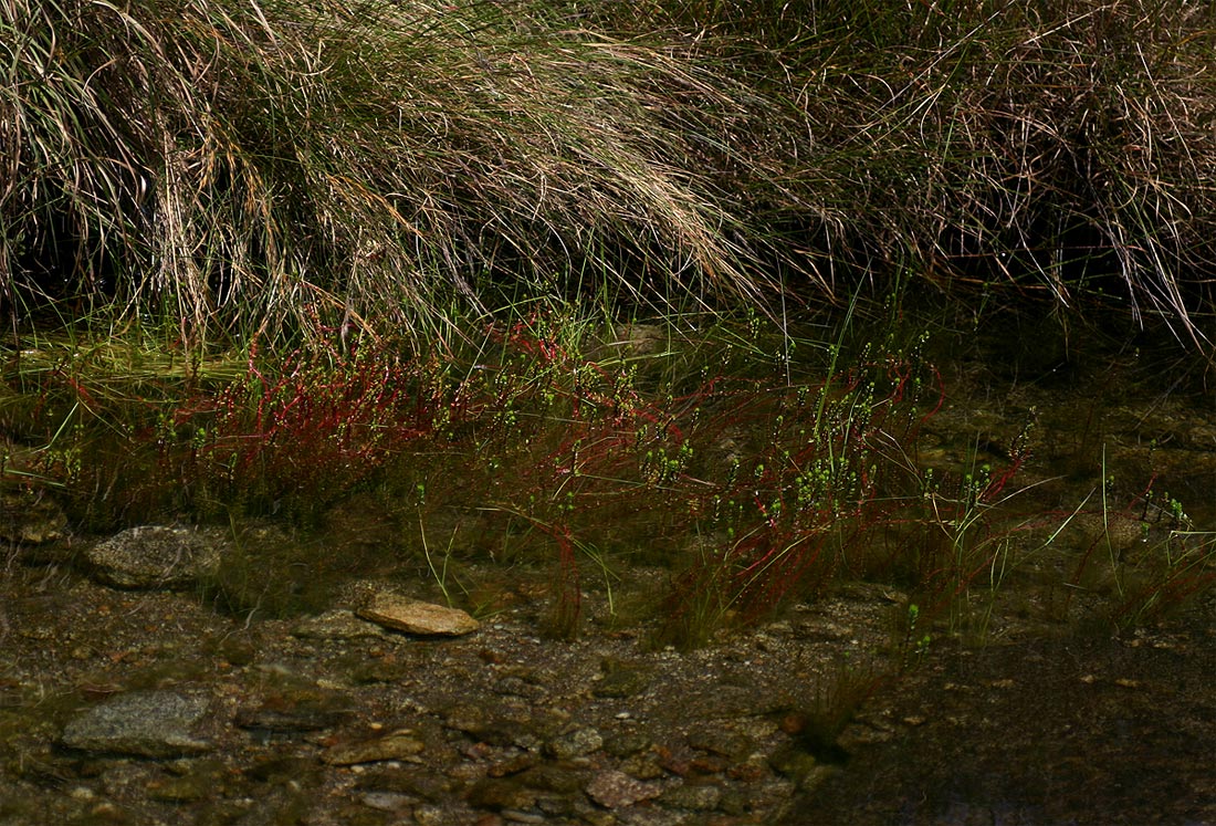 Rotala myriophylloides Rotala myriophylloides