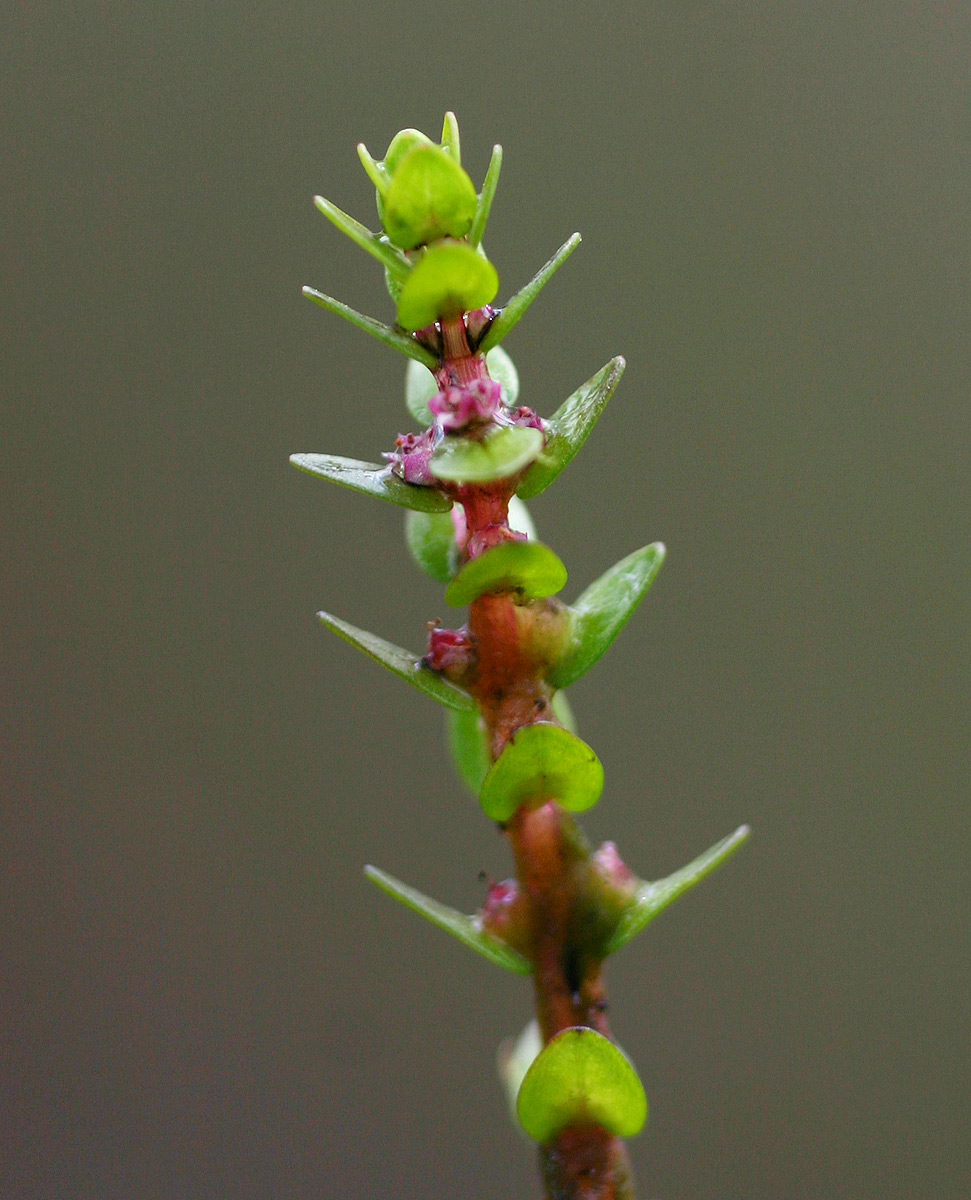 Rotala myriophylloides