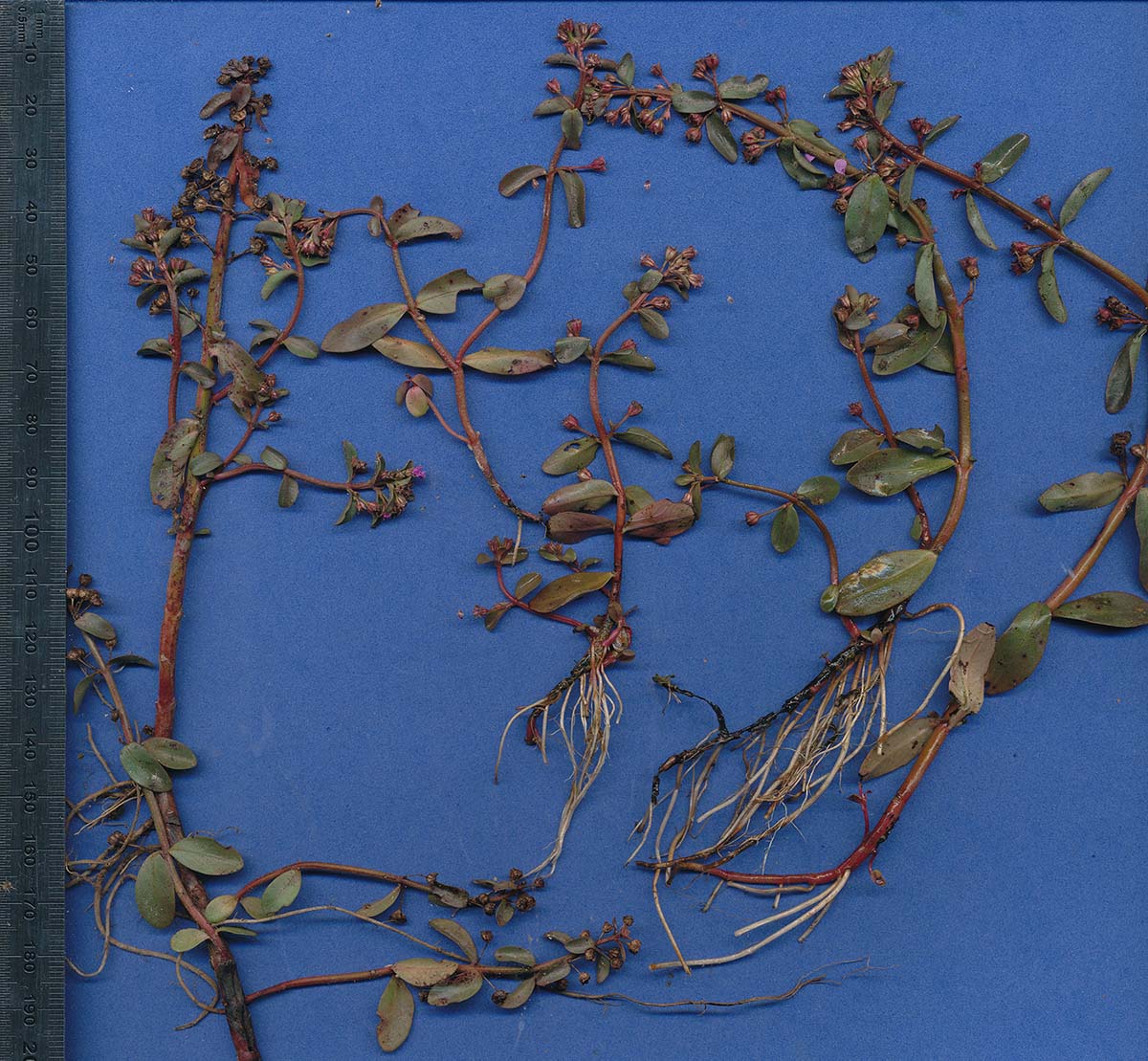 Nesaea crassicaulis Nesaea crassicaulis