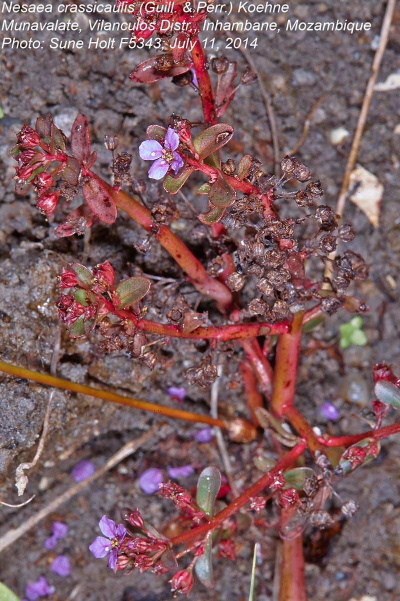 Nesaea crassicaulis Nesaea crassicaulis