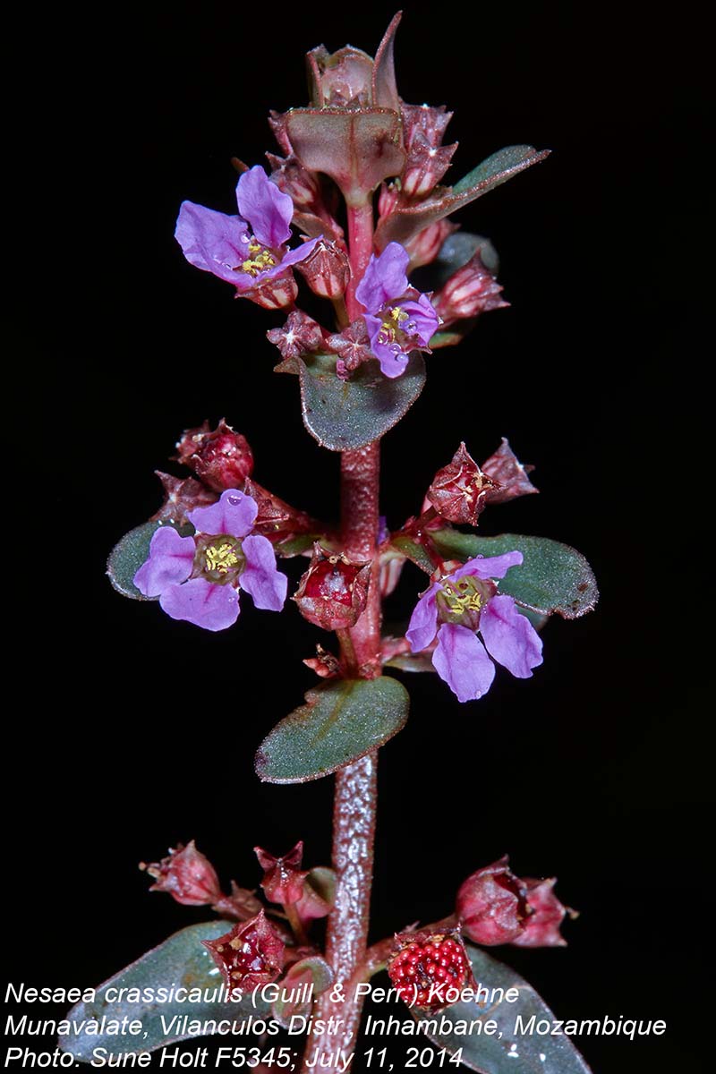 Nesaea crassicaulis Nesaea crassicaulis