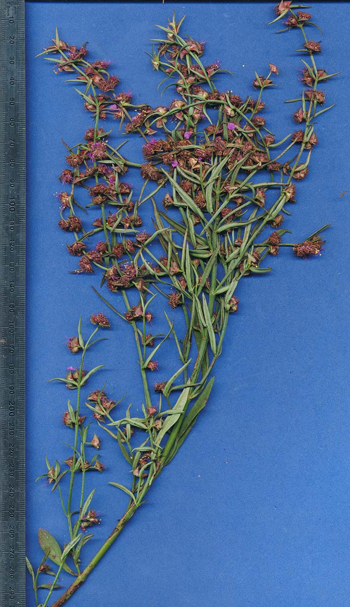 Nesaea erecta Nesaea erecta