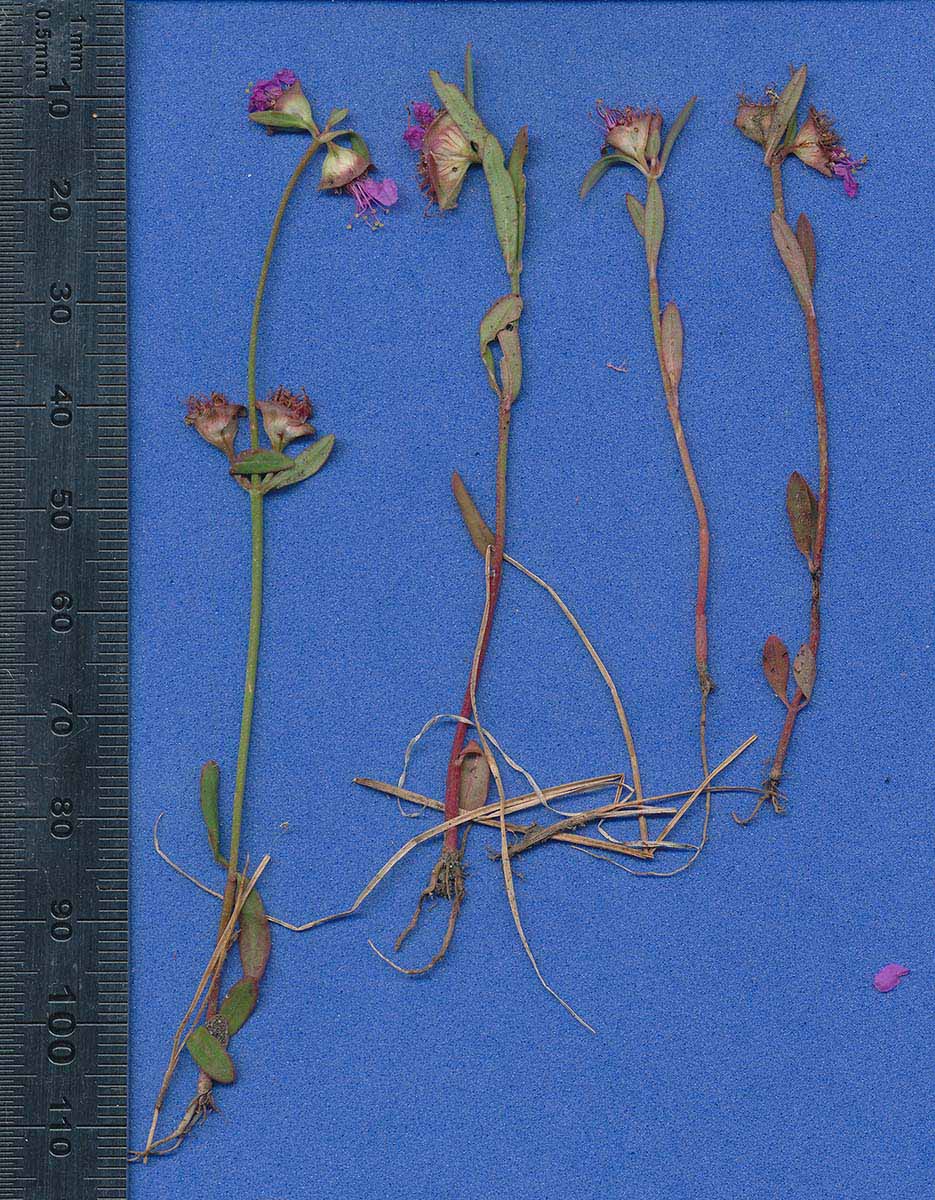 Nesaea erecta