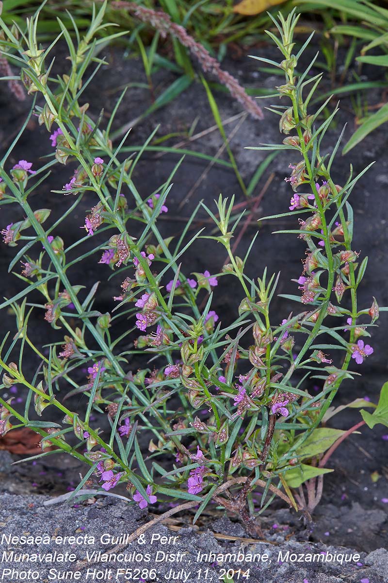 Nesaea erecta Nesaea erecta
