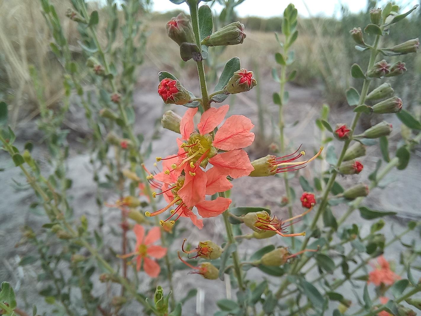 Nesaea rigidula Nesaea rigidula