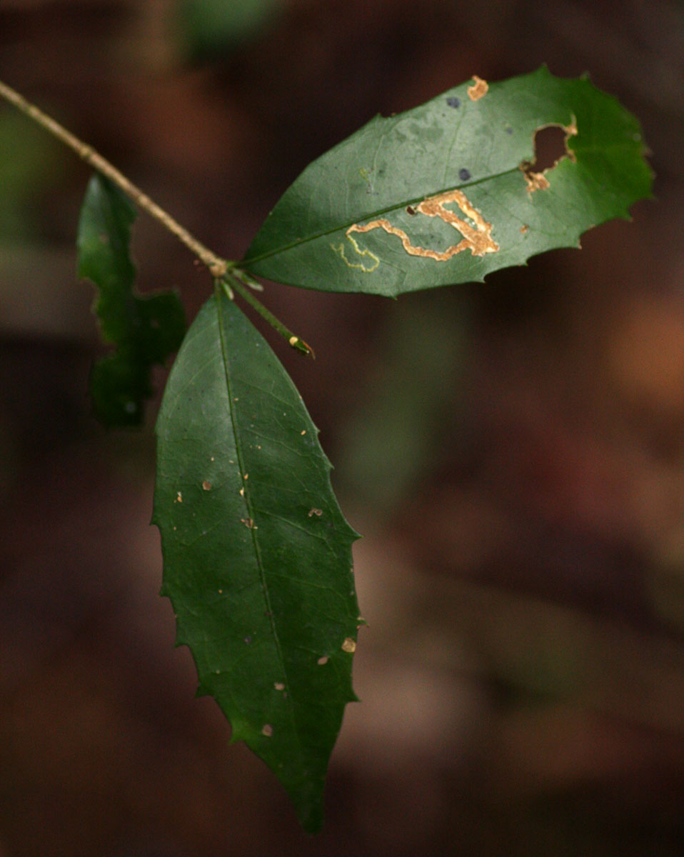 Cassipourea malosana