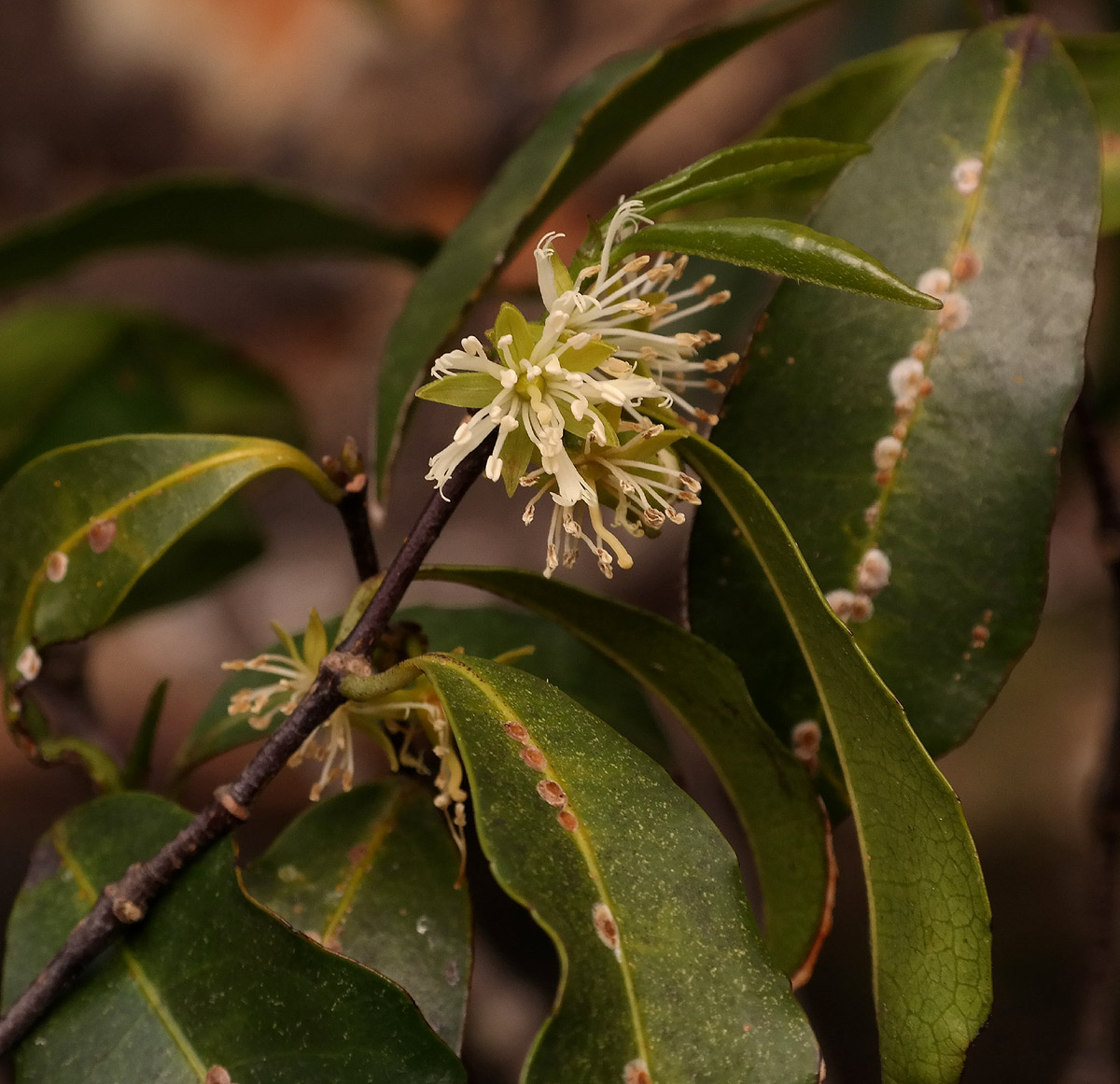 Cassipourea malosana