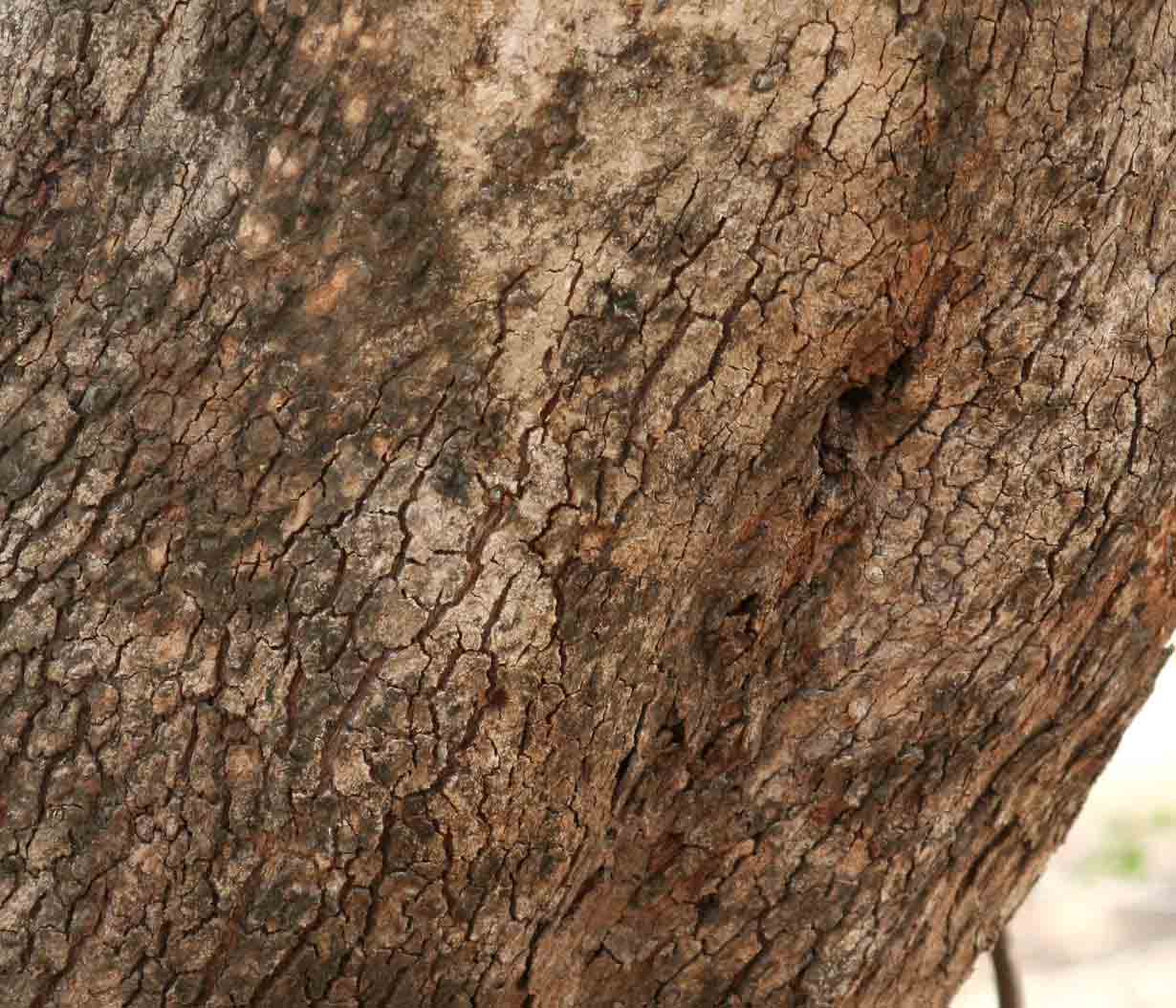 Combretum adenogonium