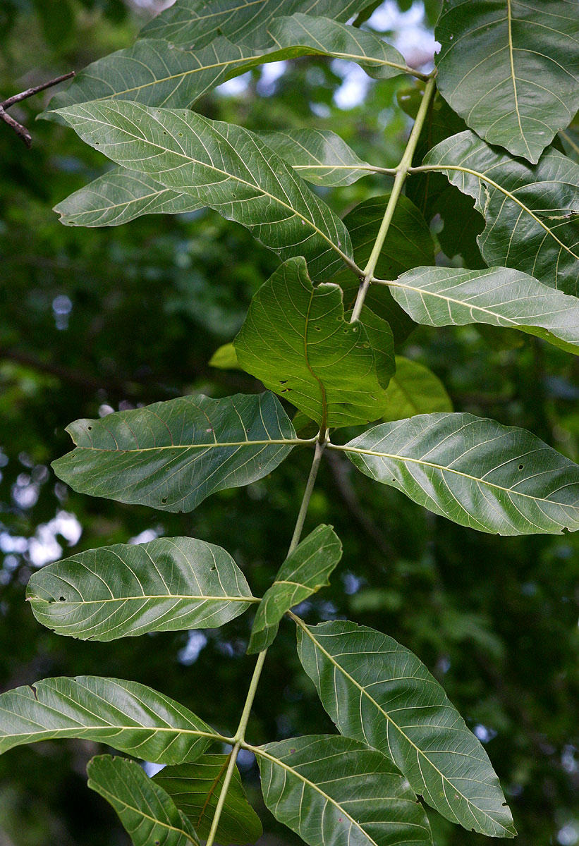 Combretum adenogonium