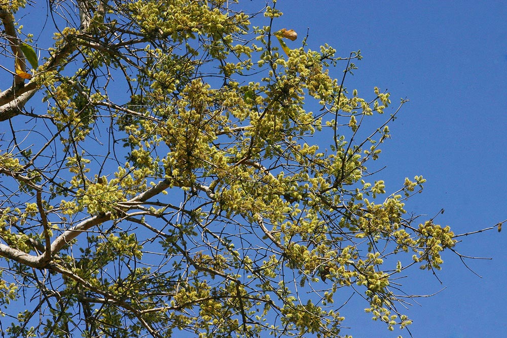 Combretum adenogonium