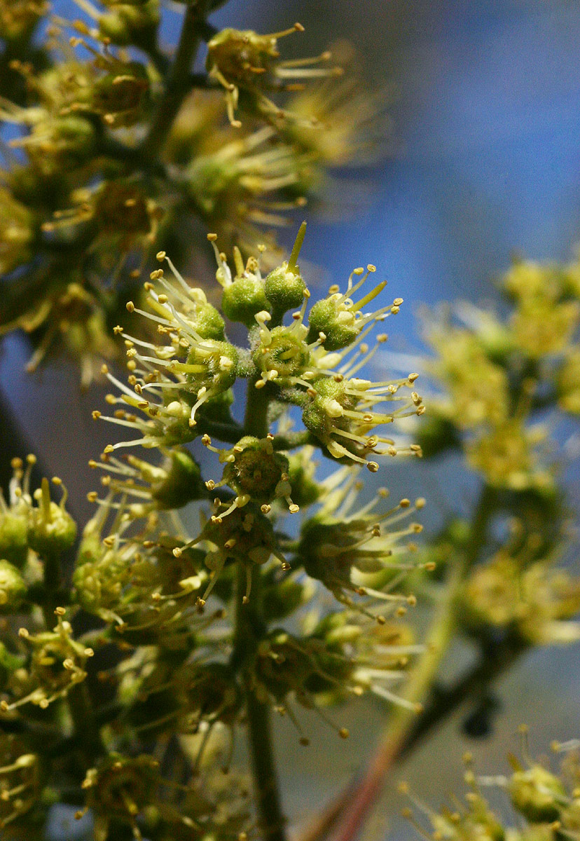 Combretum adenogonium