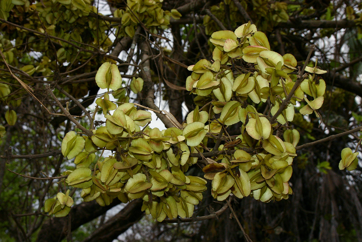 Combretum adenogonium