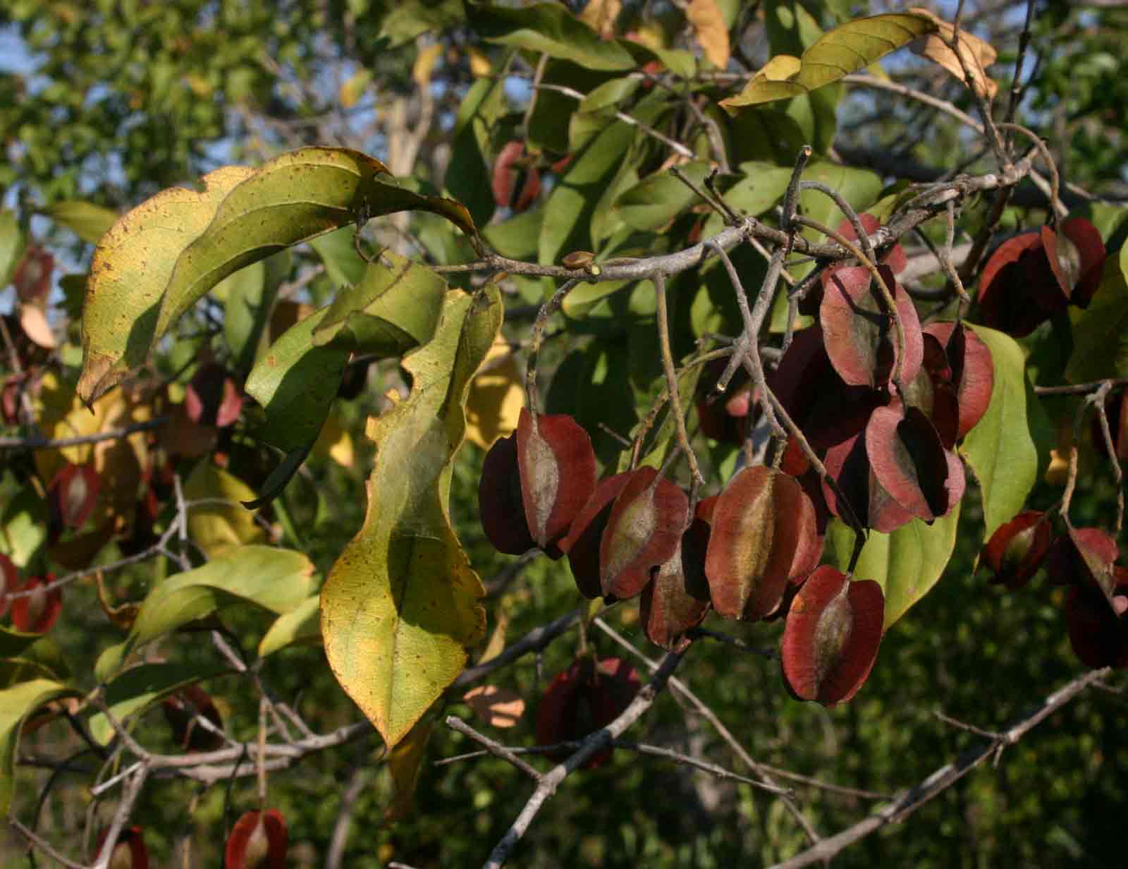 Combretum apiculatum subsp. apiculatum