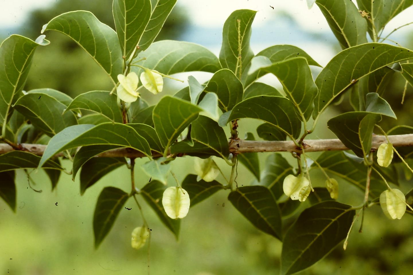 Combretum celastroides subsp. celastroides Combretum celastroides subsp. celastroides