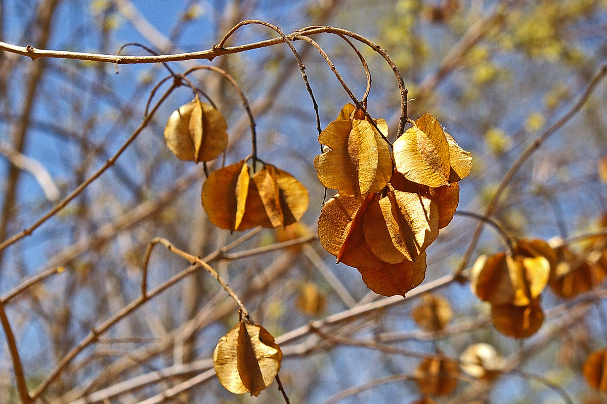 Combretum celastroides subsp. celastroides