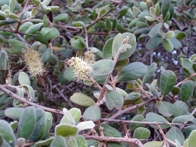 Combretum hereroense subsp. hereroense