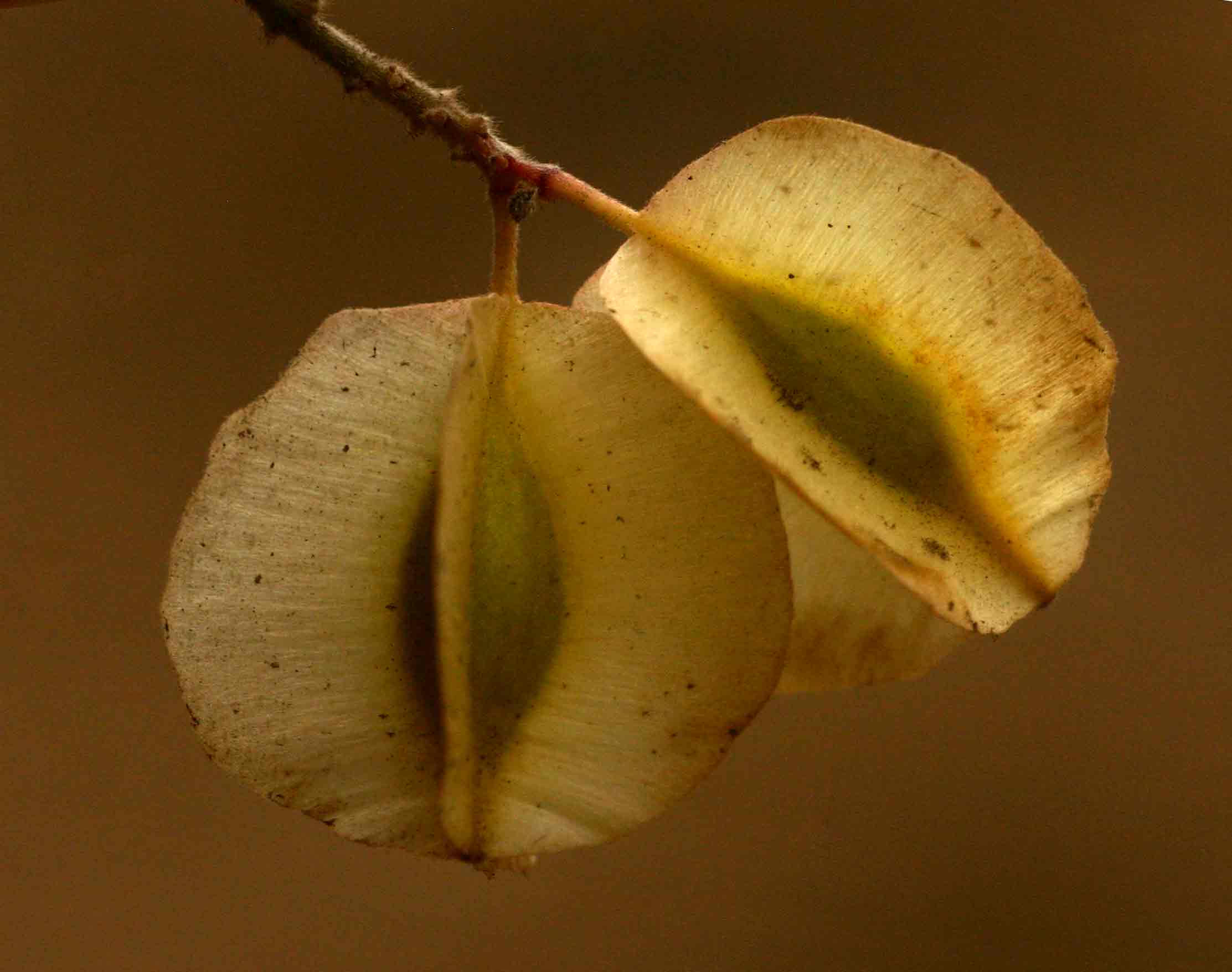 Combretum microphyllum