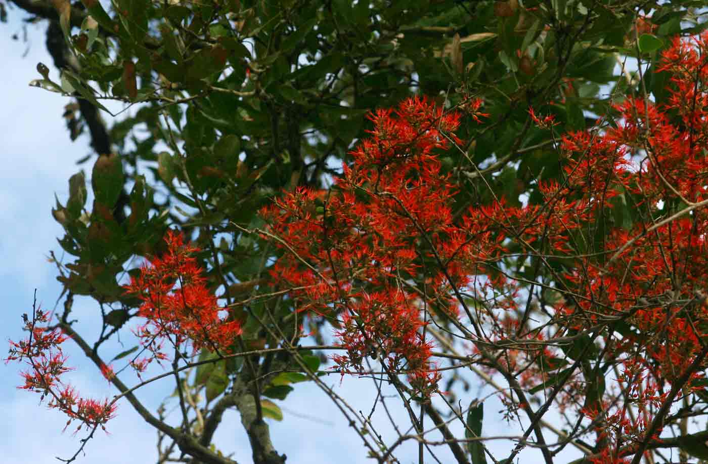 Combretum microphyllum