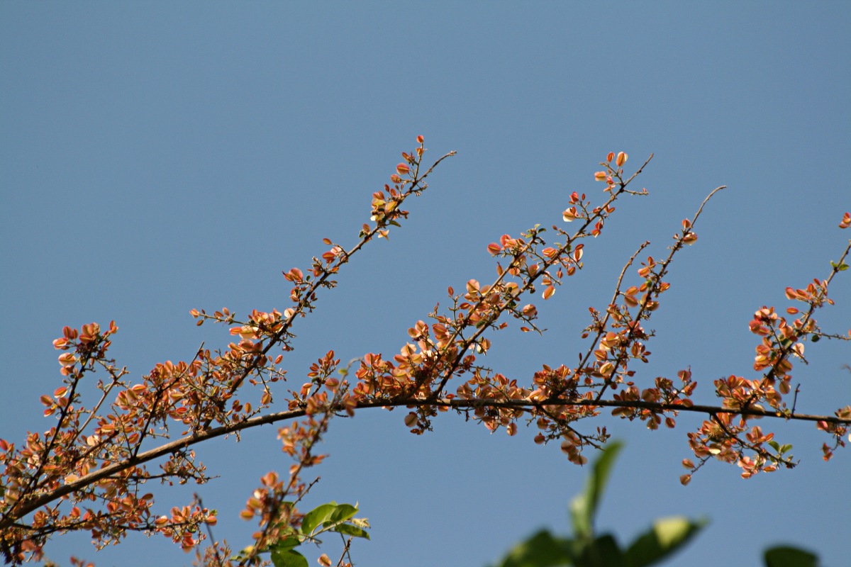 Combretum microphyllum