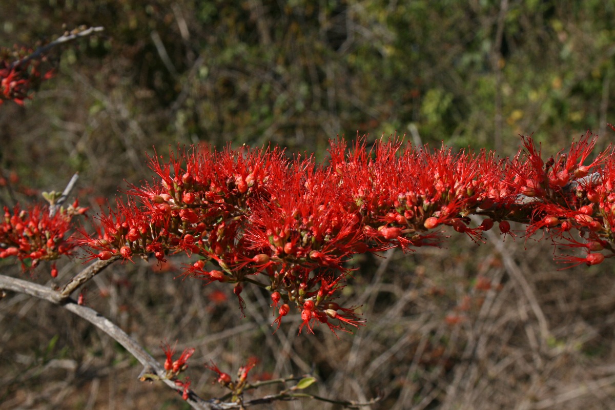 Combretum microphyllum