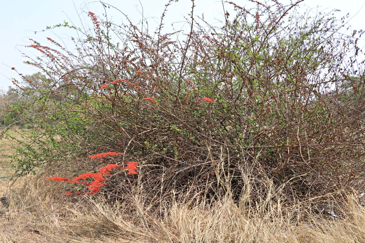Combretum microphyllum